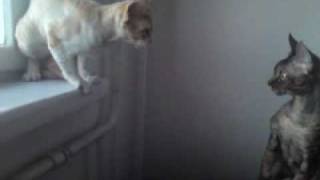 Unsuccesfull kitty mating Unsuccesfull kitty mating