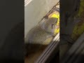 Rat Trap Upgrade 100 Kill Rate