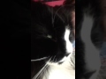 Tuxedo Cat Purring Loud Last Vid Of 2016