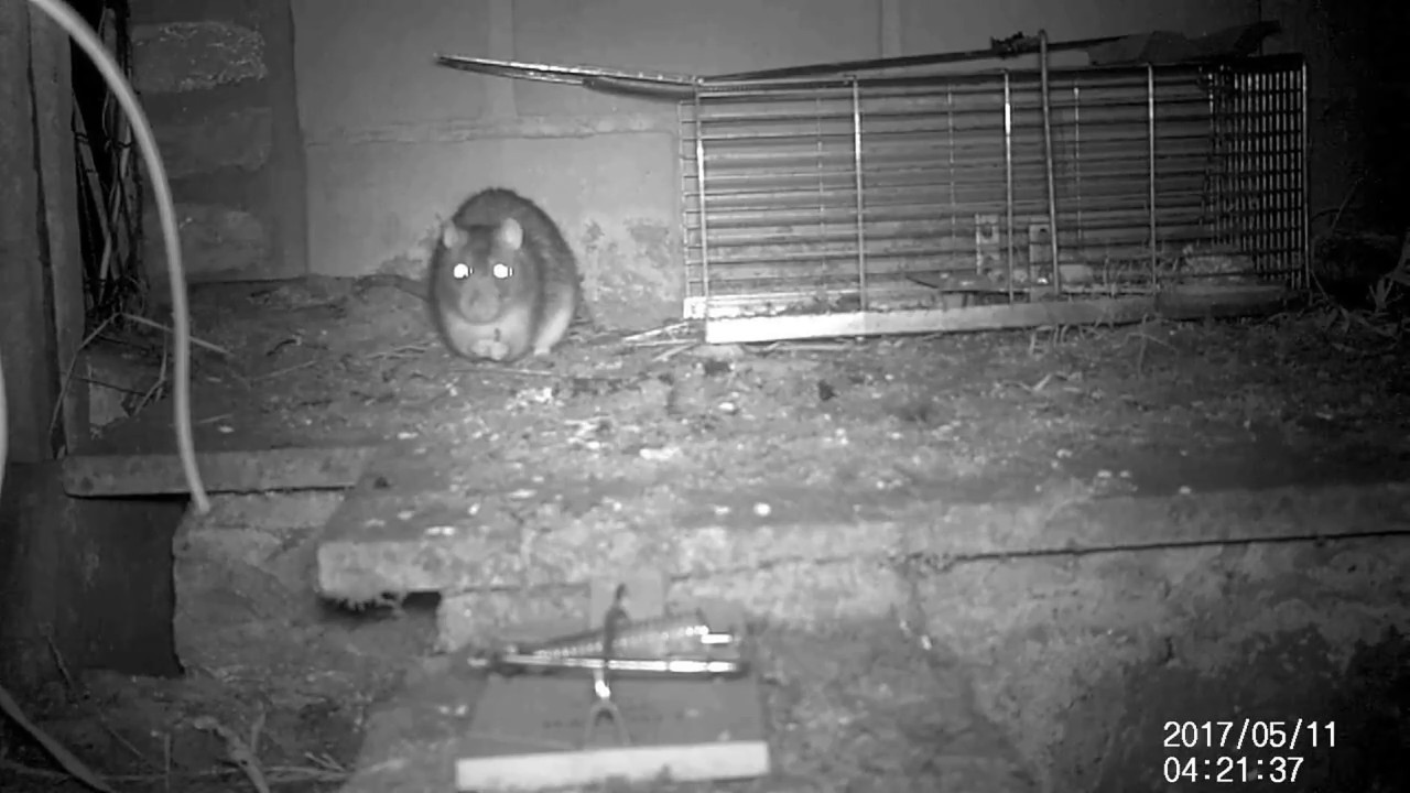 Watch video Un gros rat très méfiant se fait piéger vivant, regardez sa rapidité de réaction ...... ! Un gros rat très méfiant se fait piéger vivant, regardez sa rapidité de réaction ...... !
