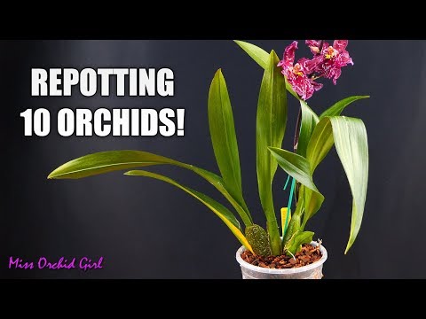 Repotting 10 Oncidium Orchids in one go! - How I handle different sick Orchids