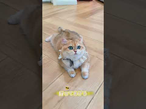 ミミちゃんのイタズラ、マジで危なすぎる！！！😈 😼😵‍💫#イタズラ #お笑い #猫の日常 #shorts #catlife #comedy #funny