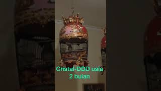 Download lagu ...CRISTAL Bird Farm Surabaya... Cristal DDD Saat Berusia 2 Bulan Di Kandang Whitehorse Bird Farm. mp3