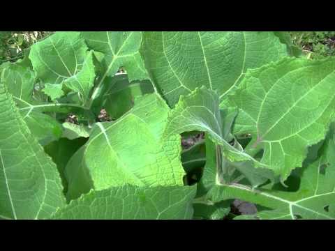 download lagu mp3 mp4 Growing Zones Nz, download lagu Growing Zones Nz gratis, unduh video klip Growing Zones Nz