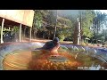 Bluebirds taking a bath with other birds.