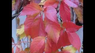 "Autumn leaves"  by Beegie Adair