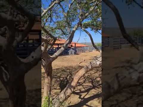 FAZENDA PARA GADO - PASTOS FORMADOS - 45 KM DE LUZIANIA (TL IMOVEIS)