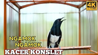 Download lagu SUARA KACER KONSLET PALING DI CARI || KACER BAHAN AUTO NYAUT mp3