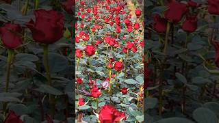 Download lagu Teknik Menanam Bunga Mawar #flowers #gardening #satisfying mp3