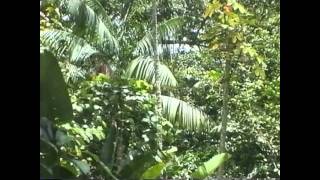 preview picture of video 'Kourou, Jungle Adventure in 1995'