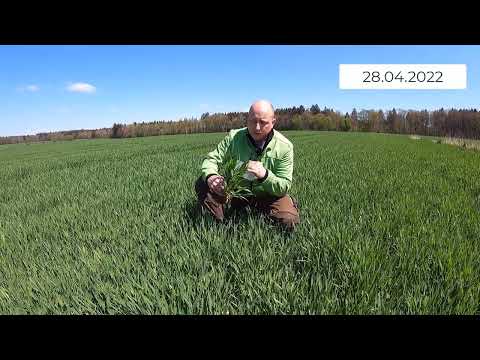 Pflanzenbau Aktuell - 28.04.2022