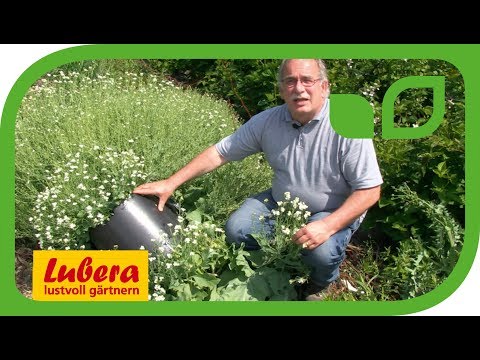 Die sagenhafte Wuchskraft des Meerkohls