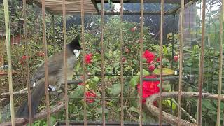 Download lagu Burung bulbul berjanggut merah betina mp3