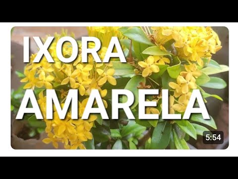 Ixora cor Amarela  em Paranaiguara Go 