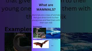 Download lagu what are Mammals? mp3