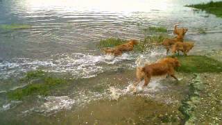 preview picture of video 'Decoymans Tollers (River trip)'