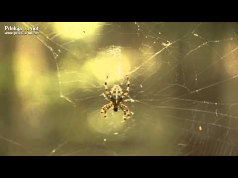 Sprehod po jesenskem gozdu