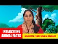 Interesting Animal Facts Mongoose ಮುಂಗುಸಿ Mongoose Essay In Kannada Mongoose Song Stor