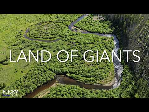 GIANT Brown Trout Swim Here - But Can I Catch Them?