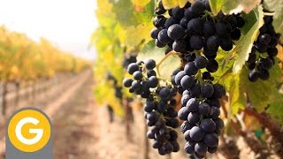 ABC Vinos - Capitulo 1: La vid