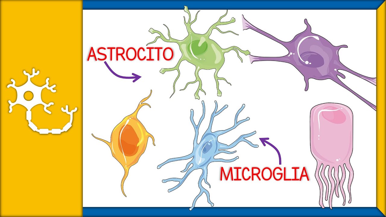 CÉLULAS GLIALES - histología, tipos, funciones y barrera hematoencefálica | Ep. 2