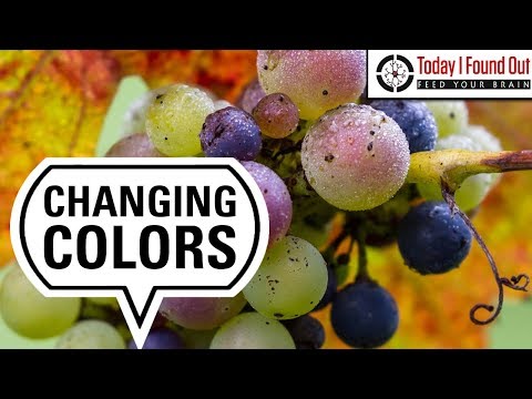 Why Fruits Change Color and Flavor as They Ripen