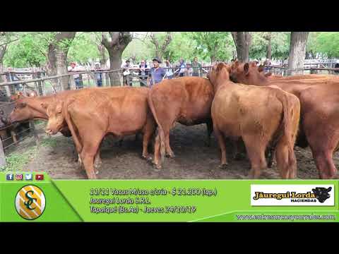 24-10-19 - Venta de Vientres - Jauregui Lorda S.R.L. - Tapalqué