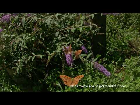 ミドリヒョウモンの飛翔と求愛