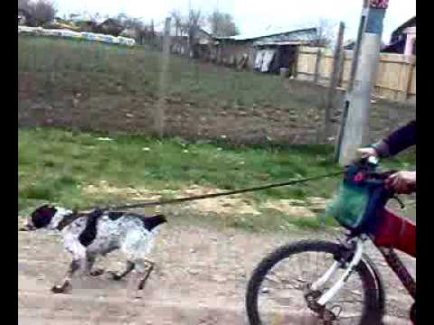 protectia cainelui grivita.mp4