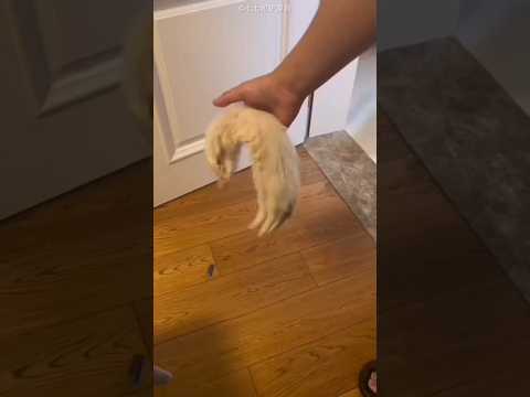 Owner Pranked Cat with Sleeping Ferret 😍❤️