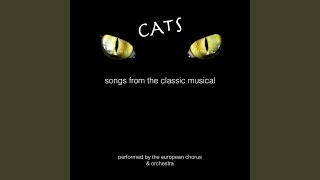 The Ad-Dressing of Cats