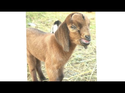 , title : 'صغير الماعز small goat'