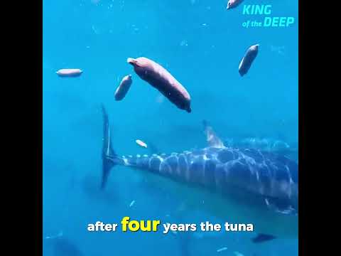 Inside the $10,000 Tuna Farm – Where Giants Never Stop Swimming!