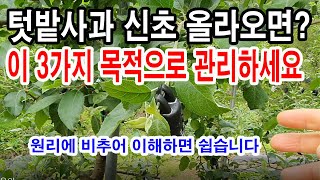 텃밭사과 신초 정리.  1차순 올라오면  이 3가지(유인하여 결과지로, 햇빛 확보와 통풍을 위해제거, 가지 …
