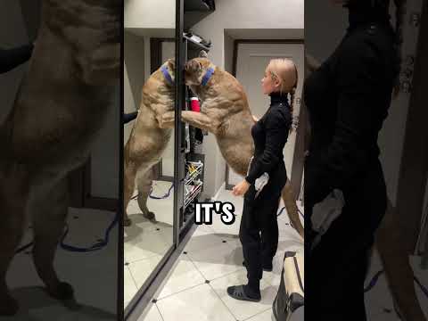 Woman and Her Pet Puma Live the Dream (📸@homecat.london)