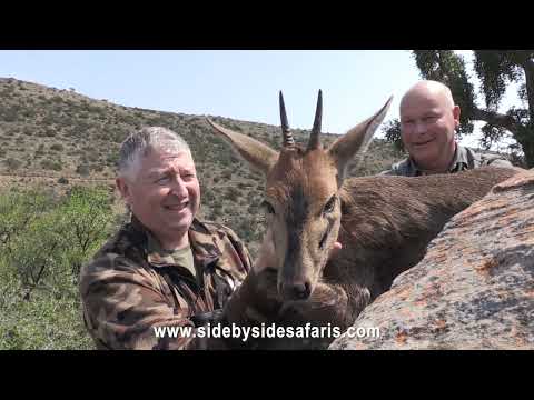 Duiker Hunting (Part 2) - Side by Side Safaris