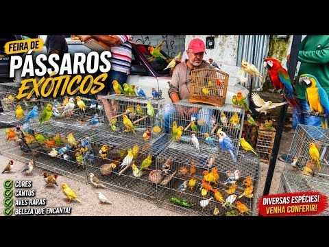 FEIRA DO PÁSSARO EXÓTICO DE CAMPINA GRANDE-PB BAIRRO DA PRATA DOMINGO 