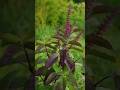 Tulsi Maiya Status Shorts Youtubeshorts Tulsi Tulsimaharani Shortvideo Viralshorts Short