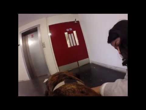 Dog Pro - A GoPro Hero 3+ Video