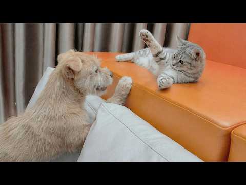 YouTube 썸네일