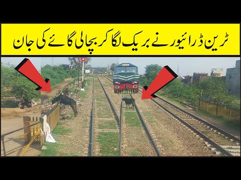 Humanity is still alive Loco Pilot stopped train and save life of cow grazing inside railway track