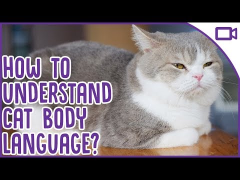 Cat Body Language EXPLAINED!