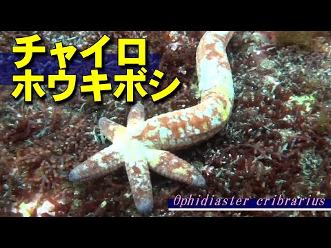チャイロホウキボシ（水中映像）