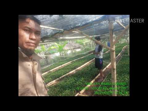    kegiatan KTH Rimba Cimanis dalam Program KBD tahun 2019, Desa Cimanis Kec. Sobang Kab. Pandeglang 