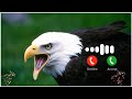 Chil Ki Awaaz Ringtone Eagle Tone Eagle Massage Tone