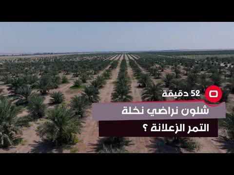 شاهد بالفيديو.. فني زراعي : خوص نخلة التمر اذا مطابك يعني زعلانة ومغمضة ومريضة .. شلون نراضيهة؟