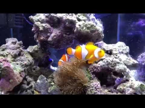 カクレクマノミの世話