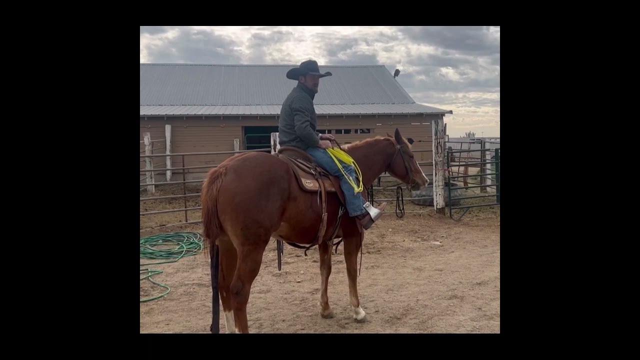 Colt Starter and Assistant Horse Trainer Certification Training