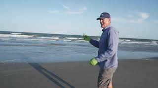Finding & Releasing a Baby Sea Turtle