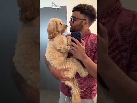 😅 Funny dog videos#dogs #pets #funny #fumnyvideos #Funny animals #foryou #Toxi